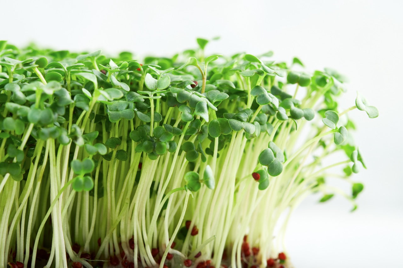 Broccoli Microgreens