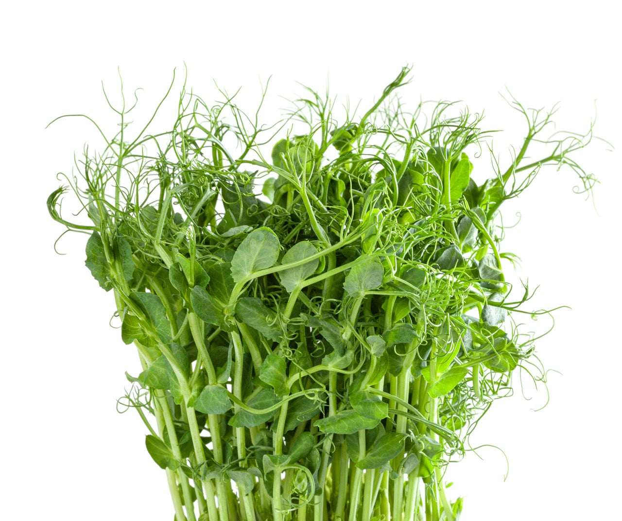 Pea Shoot Microgreens