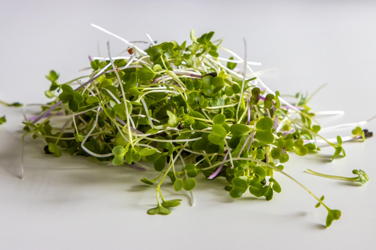 Mild Mix Microgreens