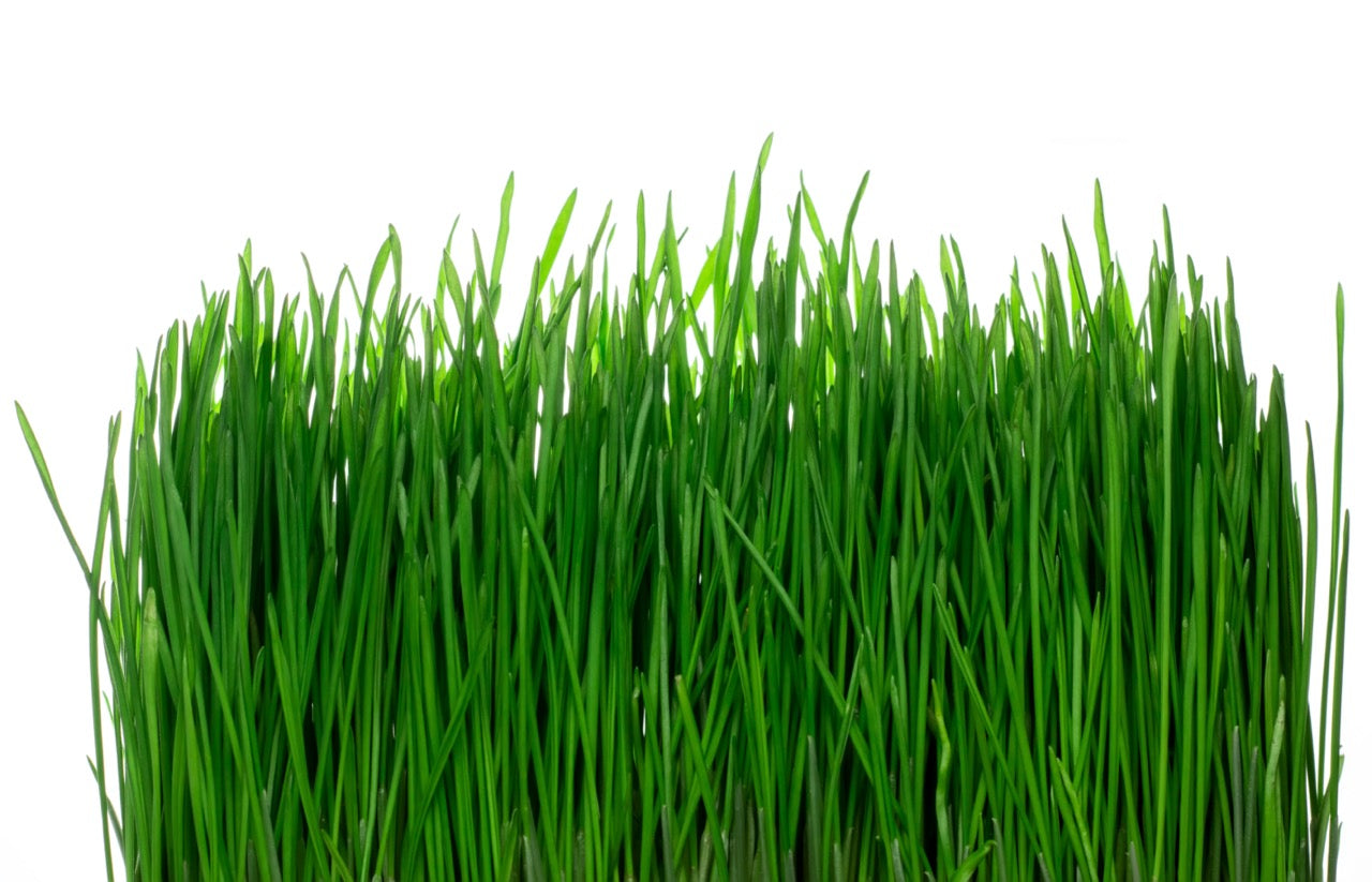 Wheatgrass