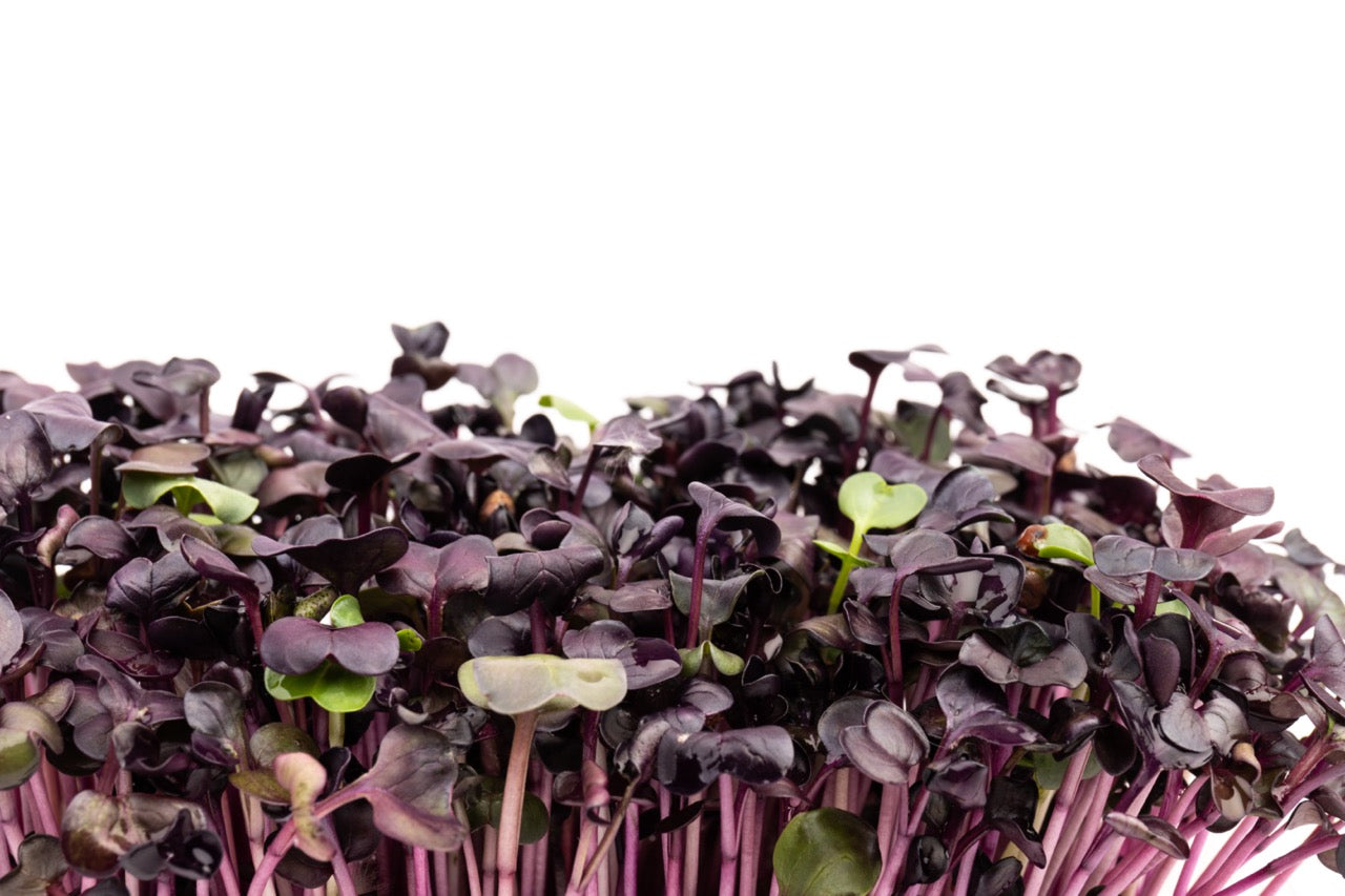 Purple Radish Microgreens