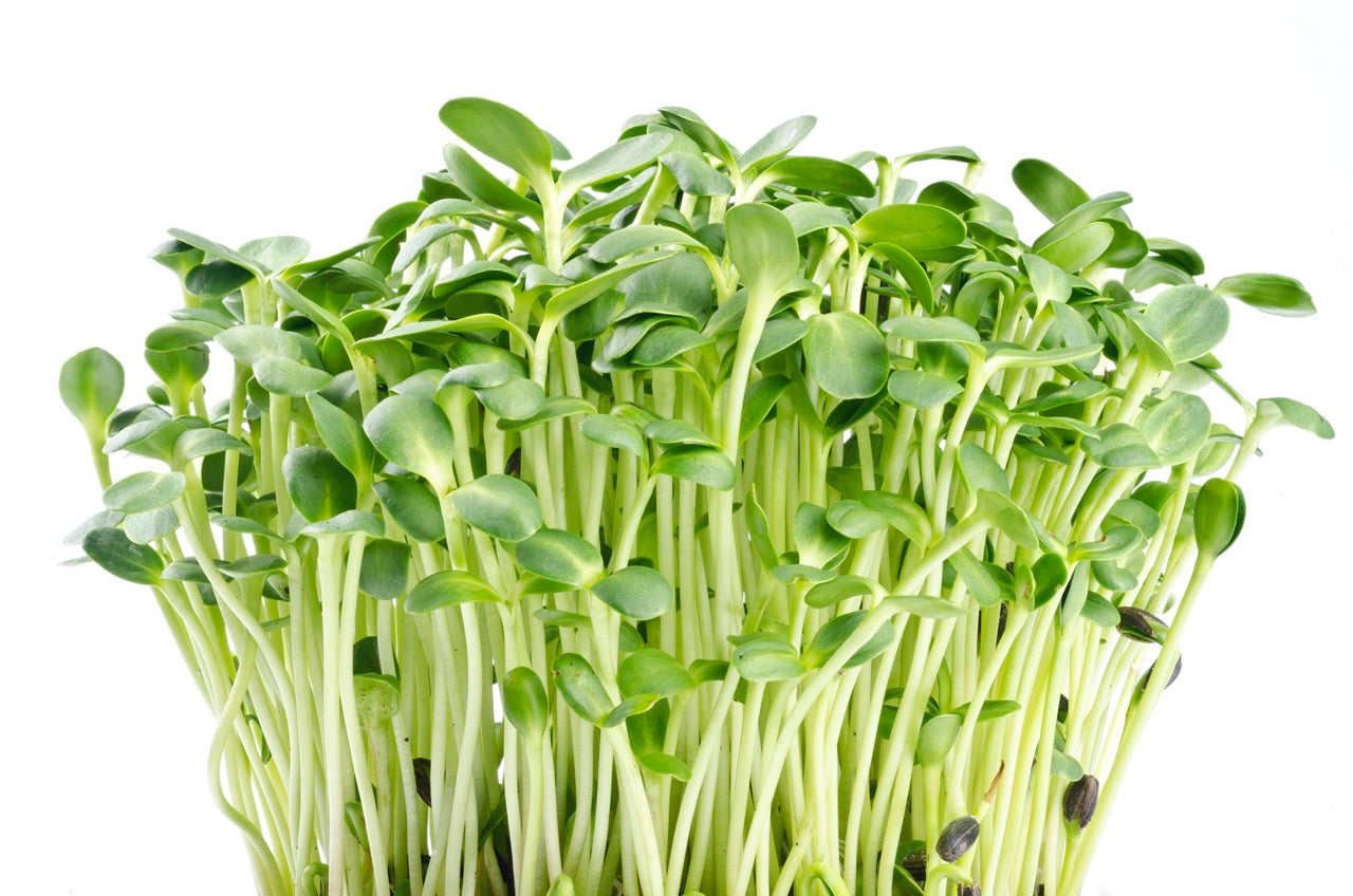 Sunflower Microgreens