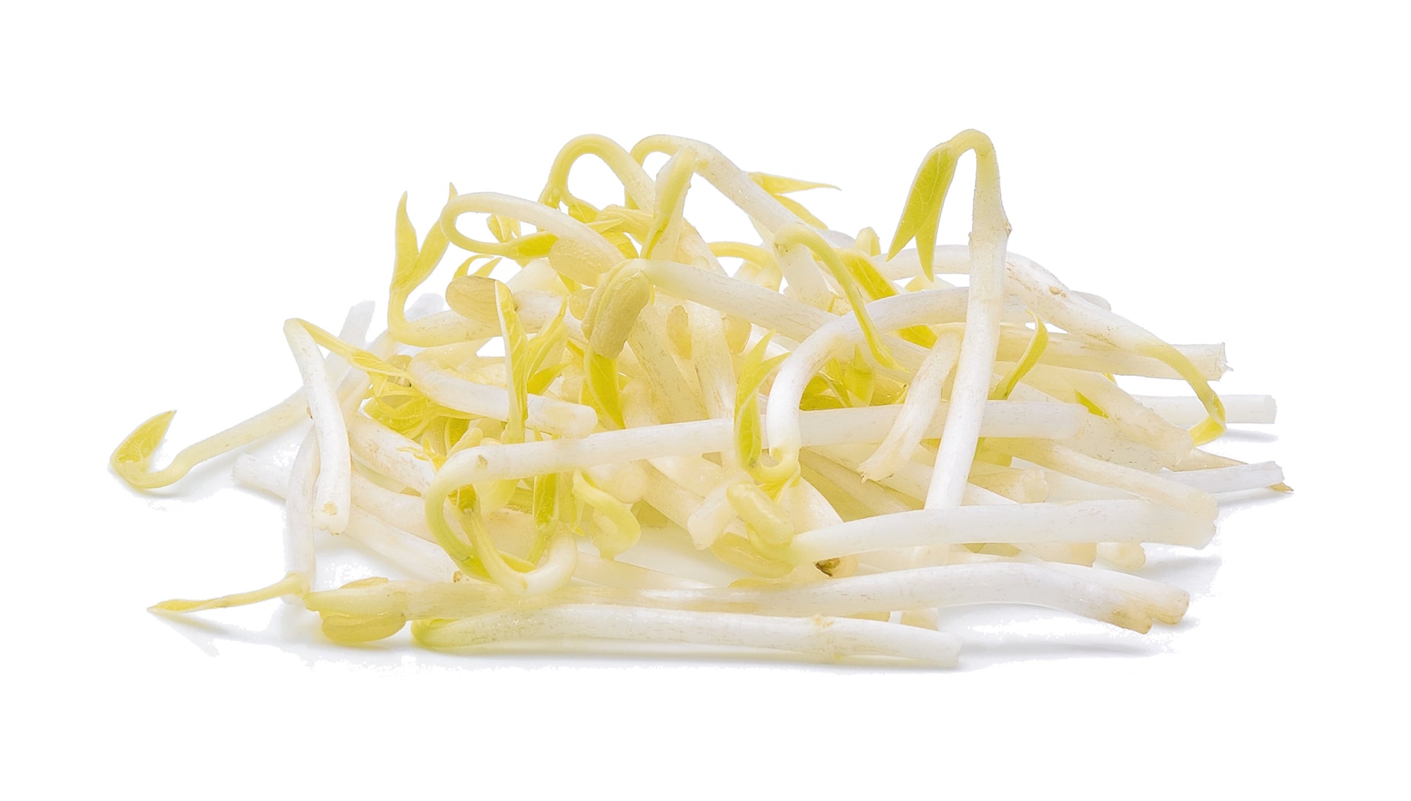 Bean Sprouts