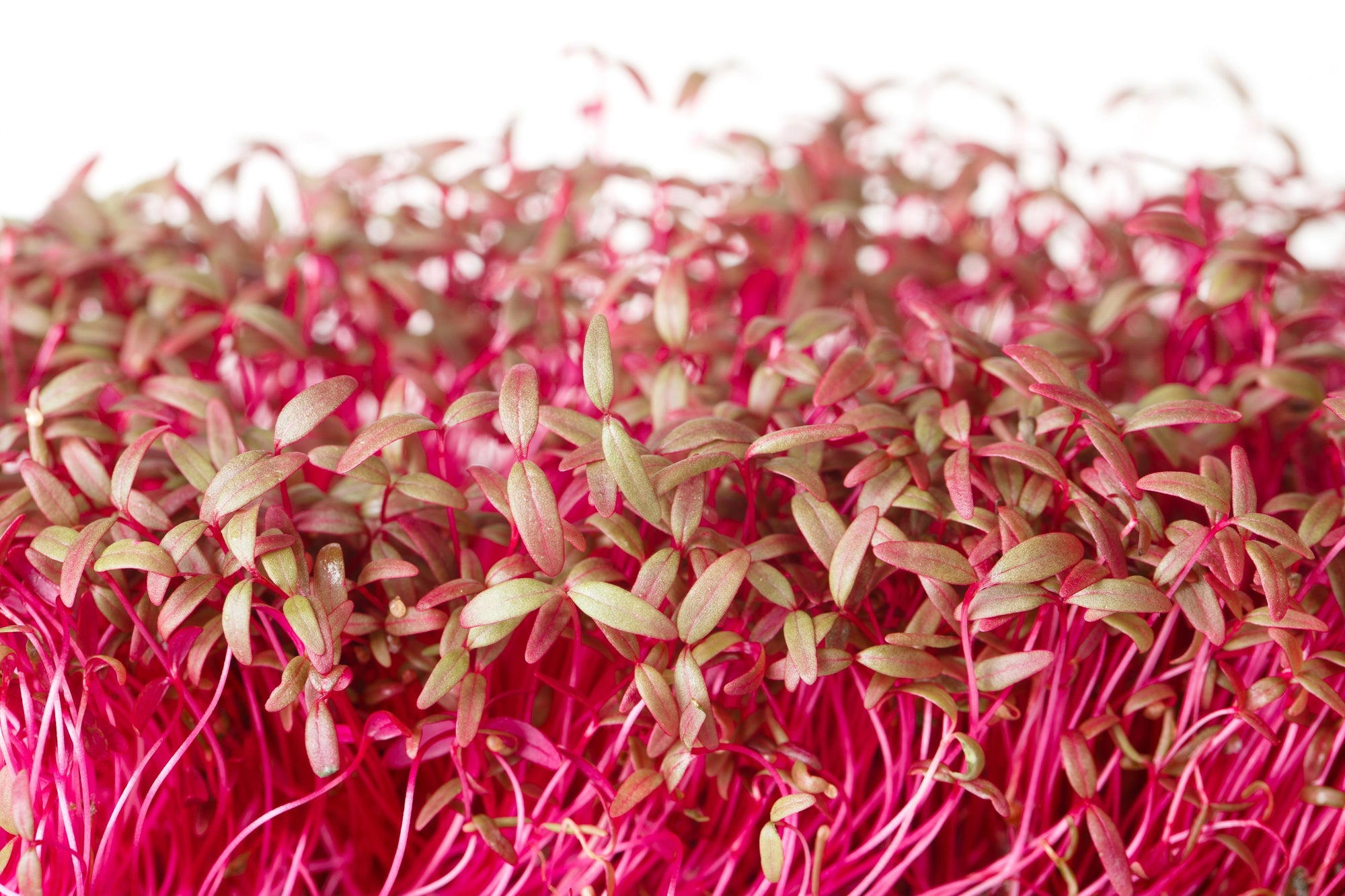 Amaranth Microgreens